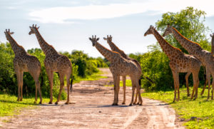 Chobe Nationalpark