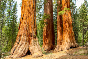 Riesenbaeume-im-Yosemite-National-Park-Kalifornien