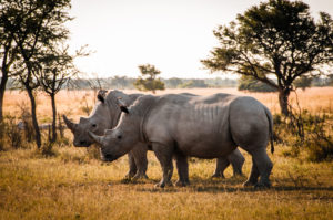 nashoerner-botswana