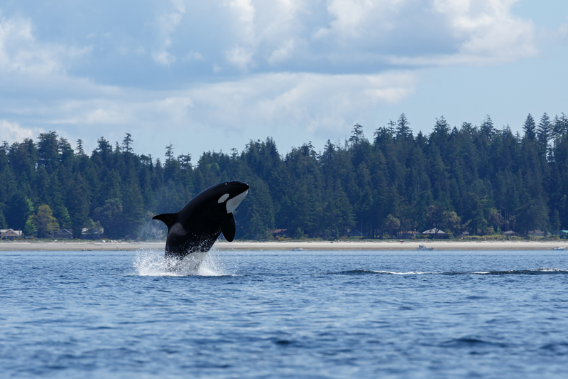 orca bei Johnstone Strait