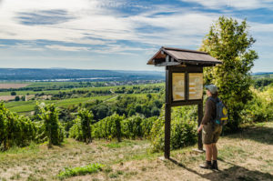 rheinsteig-durch-die-weinberge