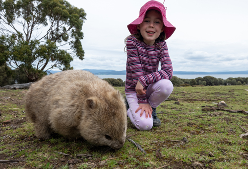 wombat-safari