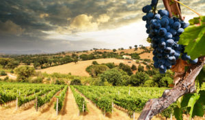 chianti