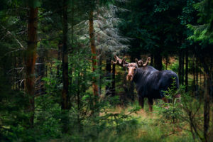 wildtiere in norwegen
