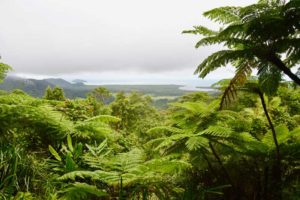 Daintree