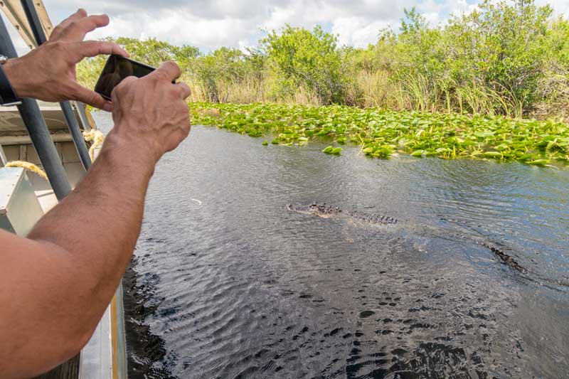 Everglades-krokodil