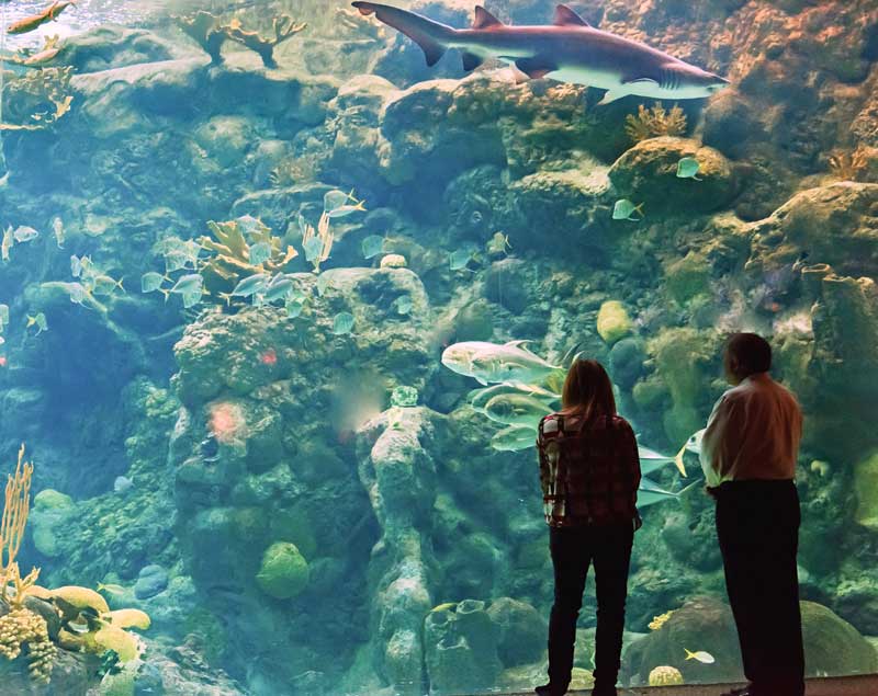Florida-Aquarium