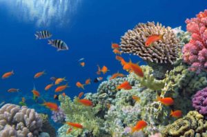 Great Barrier Reef