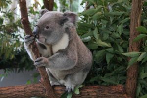 Lone Pine Koala Sanctuary
