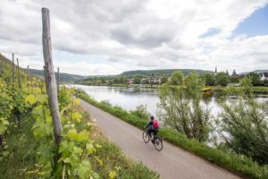Radweg-an-an-der-Mosel-zwischen-Reil-und-Zell