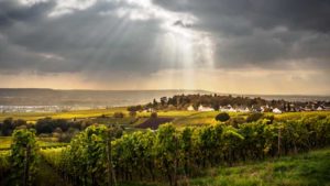 der-rheingau