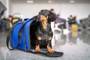 hund-ins-handgepaeck-flugreisen