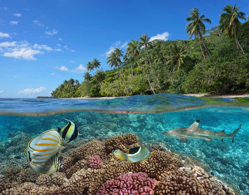 unterwasserwelt-polynesien