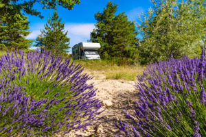 camping-am-lavendelfeld-frankreich