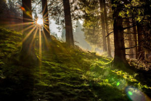 Wald-in-der-eifel