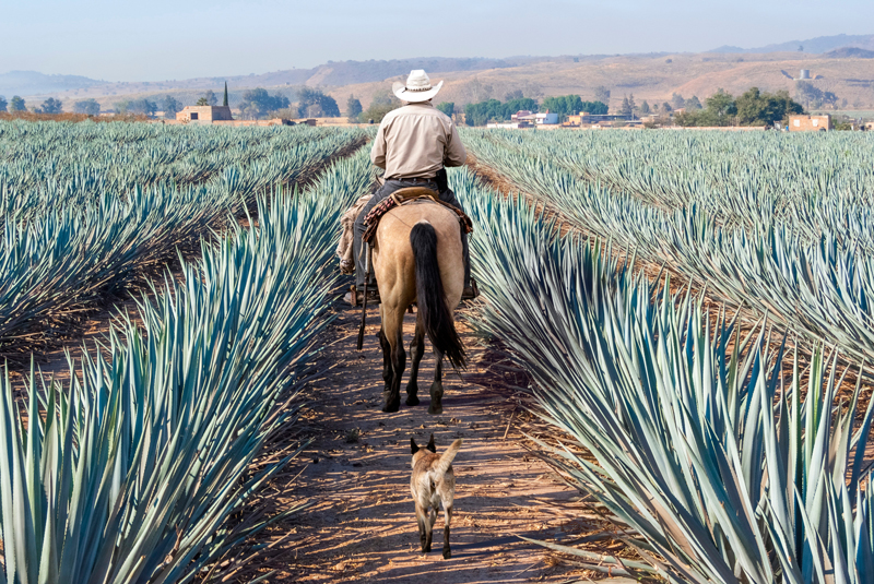 agave plantage in mexiko