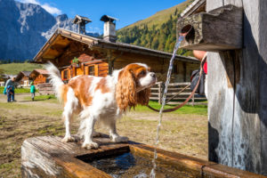 hund-im-urlaub