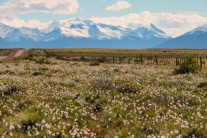 steppe-patagonien