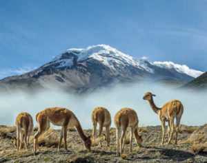 ecuador-lamas