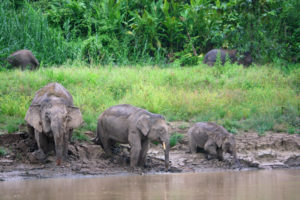 bootstour-Kinabatangan