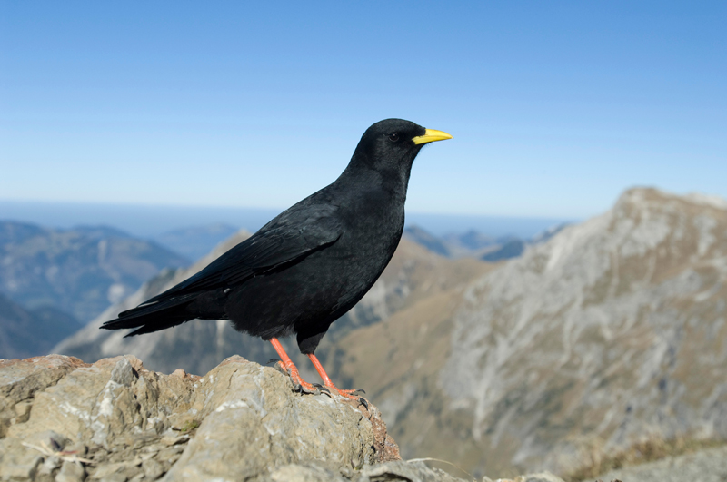 Tiere In Den Alpen Urlaubszeit