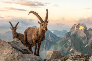 alpensteinbock