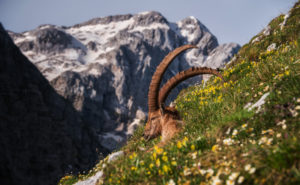 alpensteinbock-im-gras