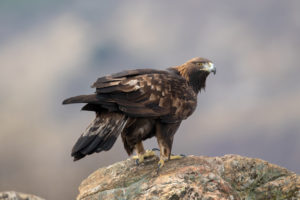 der-steinadler
