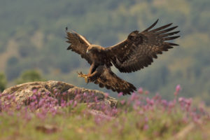 steinadler