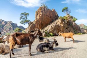 tiere-auf-korsika