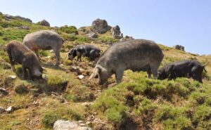 wilde-schweine-auf-korsika