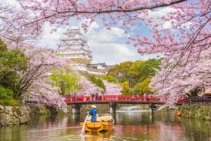 kirschbluete-japan