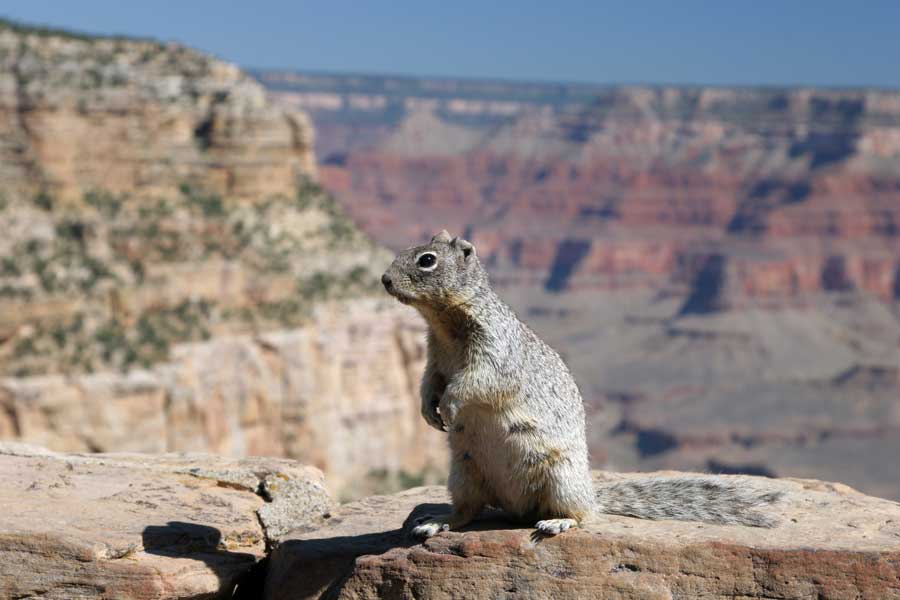 squirrel-grand-canyon