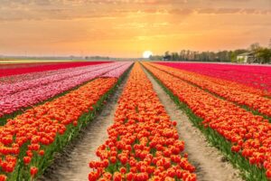 tulpenfelder-nahe-amsterdam