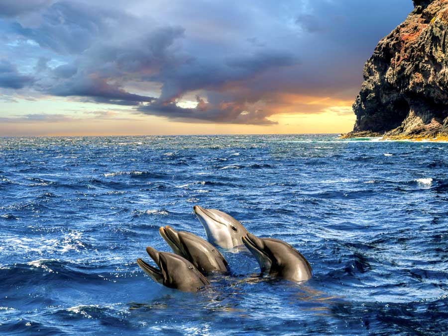 Delphine im Meer bei Los Gigantes, Teneriffa