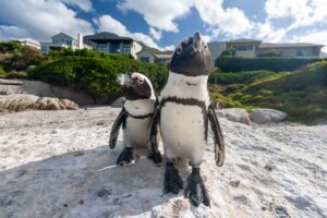 pinguine-Kapstdt