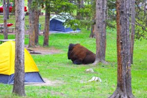 Yellowstone-National-Park-camping