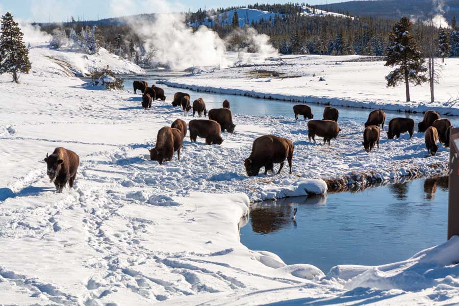 Yellowstone-National-Park-im-winter