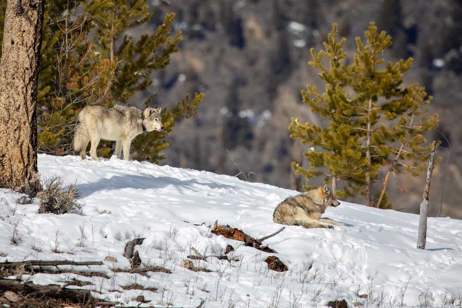 yellowstone nationalpark wölfe