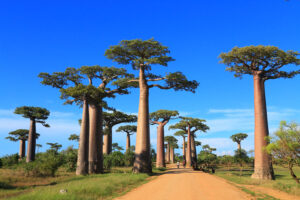 Baobab-Bäume an der Allee der Baobabs