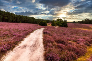 Heideblüte in der Lüneburger Heide