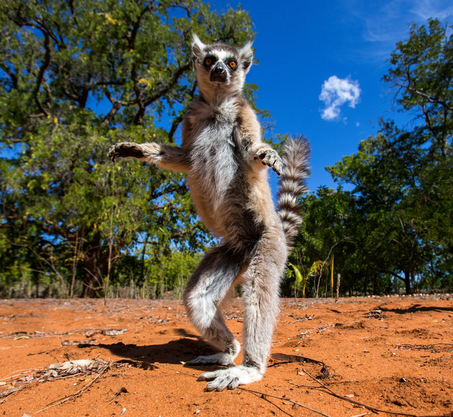 lemur-auf-madagaskar