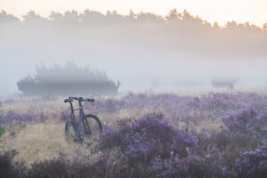 Heideblüte in der Lüneburger Heide