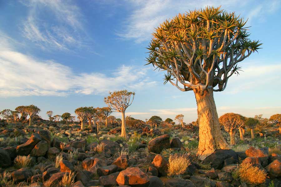 Köcherbaumwald in Namibia