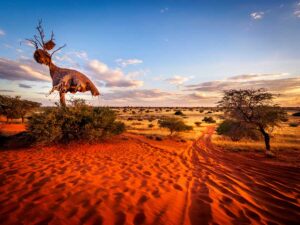 kalahari-wueste-namibia
