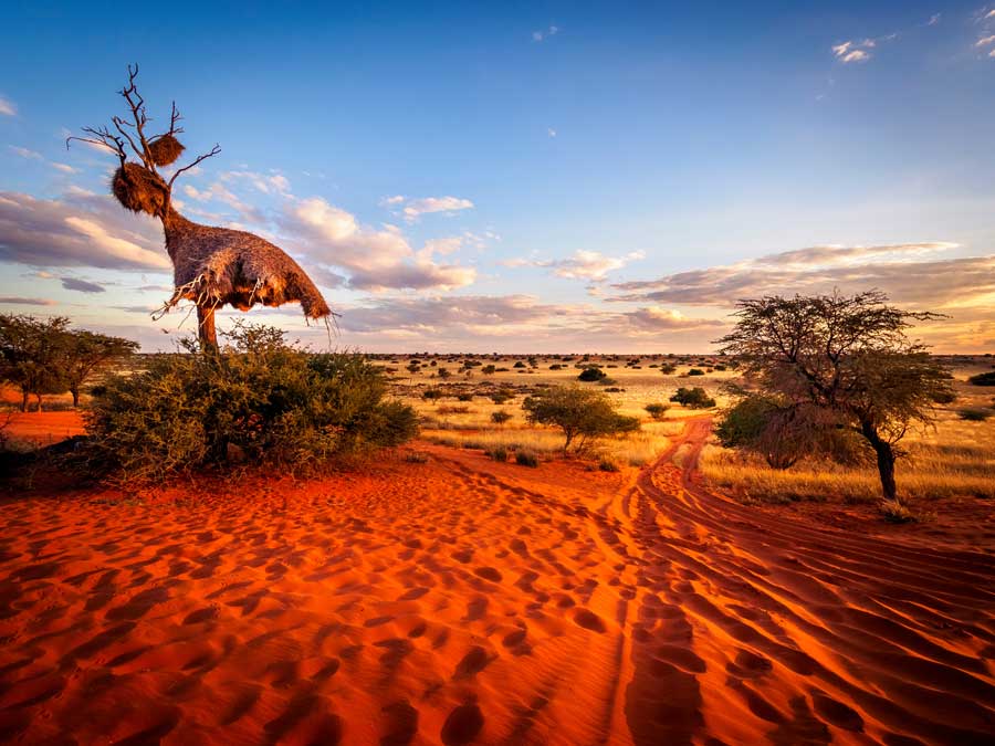 kalahari-wueste-namibia