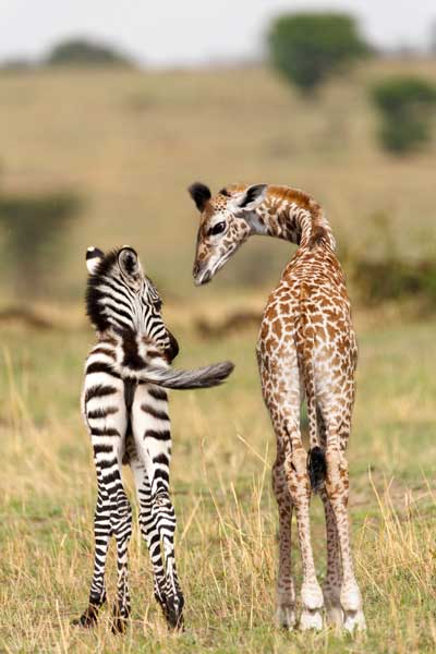 tierwelt-namibia