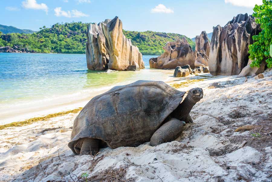 Touristin-mit-weiblichen-Lodoicea-Maldivica-Nuss-im-Naturschutzgebiet-Vallee-de-Mai