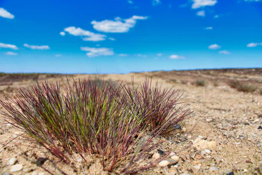 Lieberoser Heide