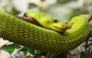 Grüne Mamba